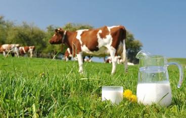В Коми отмечено повышение количественного показателя удоев молока